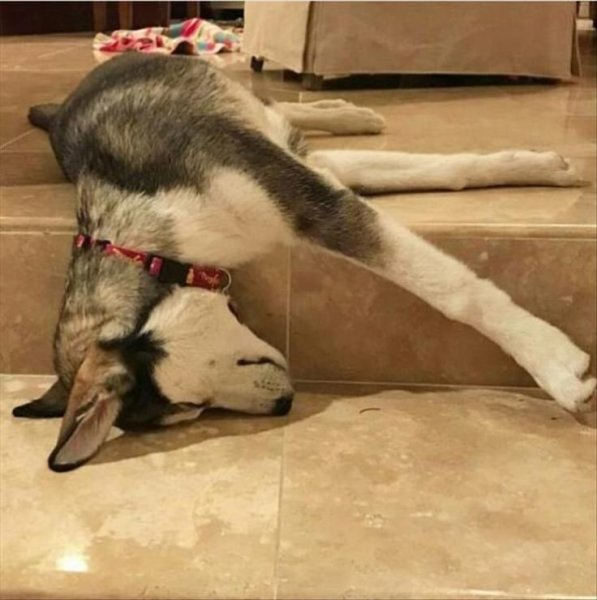Уставший хаски