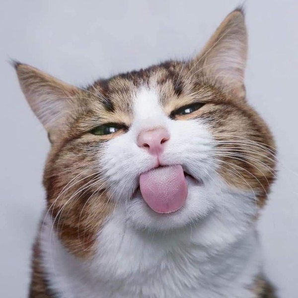 Кошачья морда