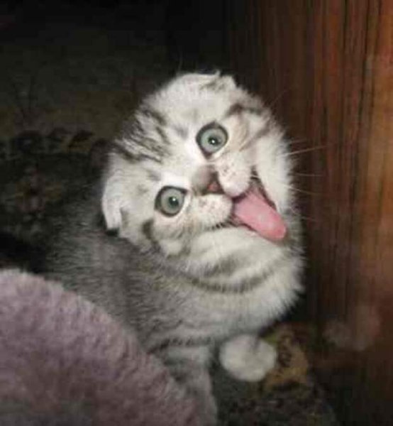 Котик показывает язык