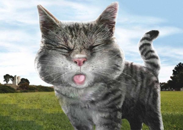 Кот с высунутым языком