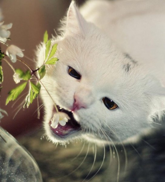 Котёнок с цветком