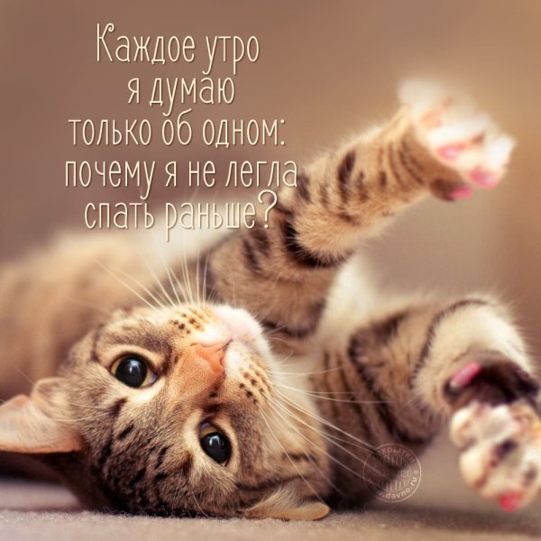 Открытки с добрым утром прикольные