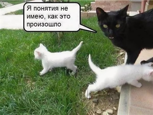 Смешные надписи с котами