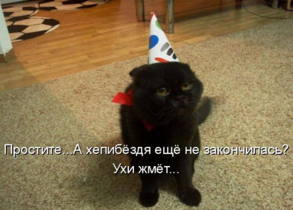 Смешные котики с надписями