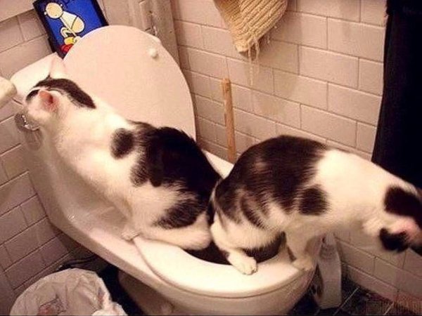 Смешные приколы про кошек
