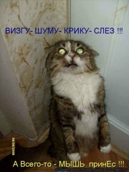 Котики смешные с надписями до слез