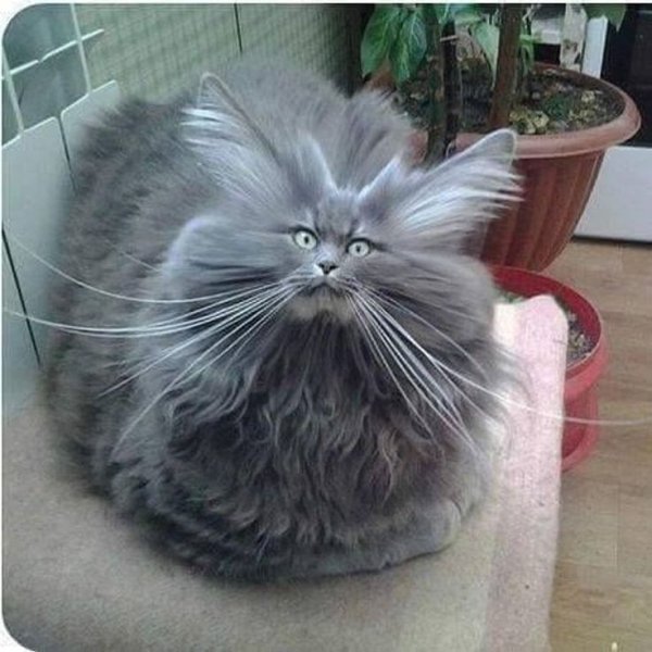 Тут два варианта либо Ёшкин кот либо ёкарный Бабай