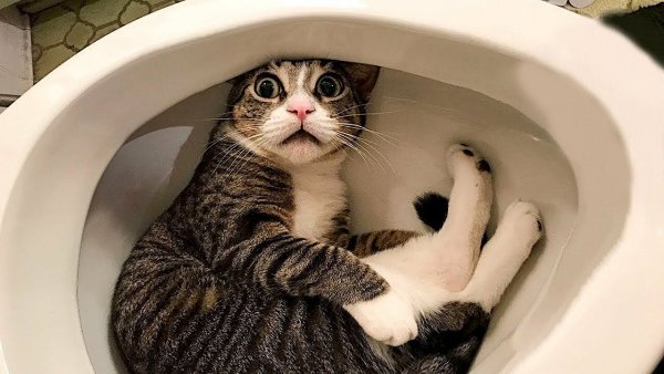 Смешные кошки до слез