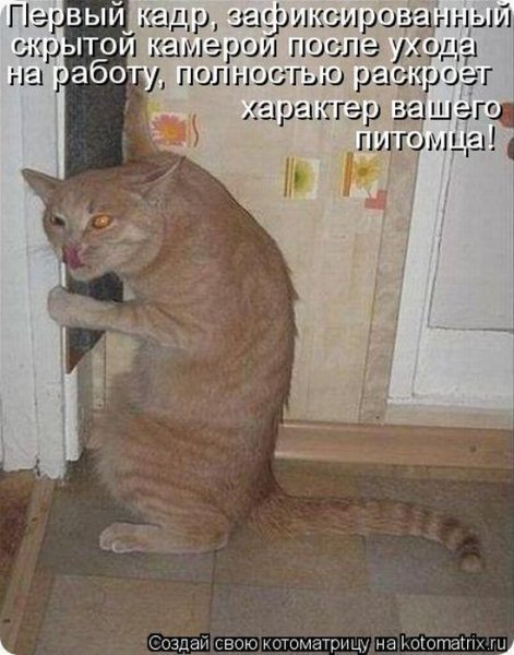 Смешные надписи с котами