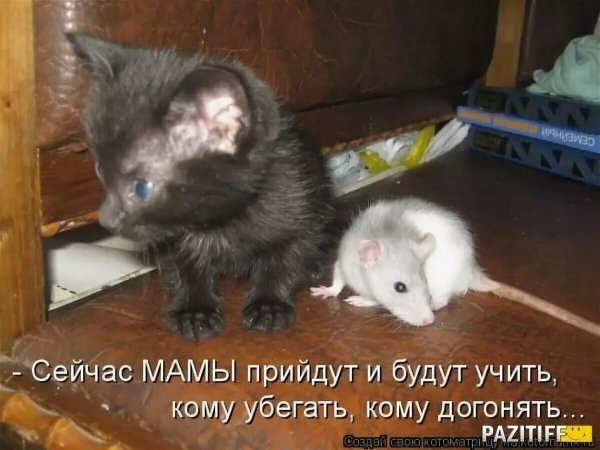 Веселые животные с надписями