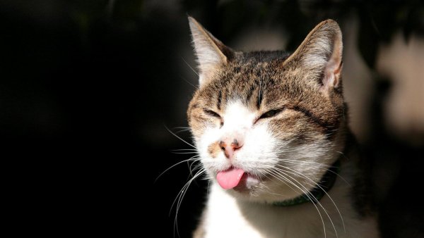 Смешной кот
