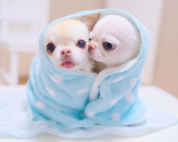 Самые милые животные