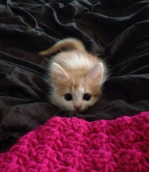 Котята милашки
