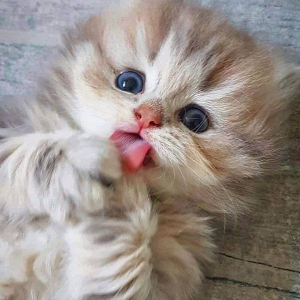 Милый котик