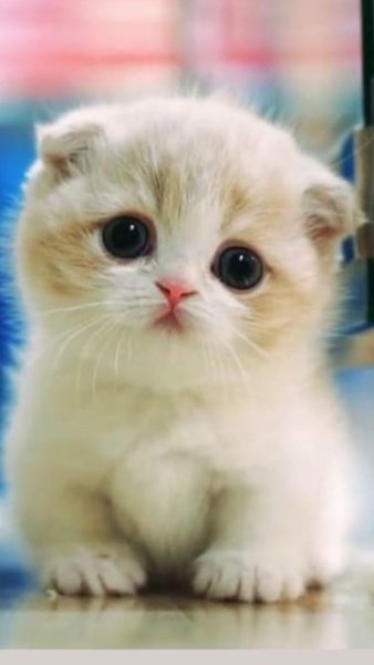 Милый котик
