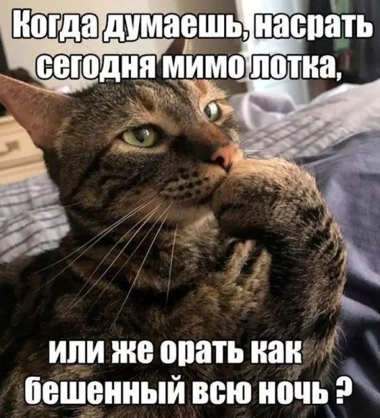Смешные картинки с надписями