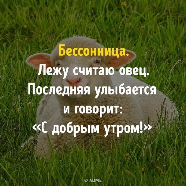 Цитаты про бессонницу смешные