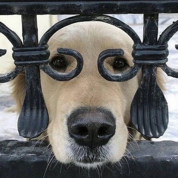 Смешной пес