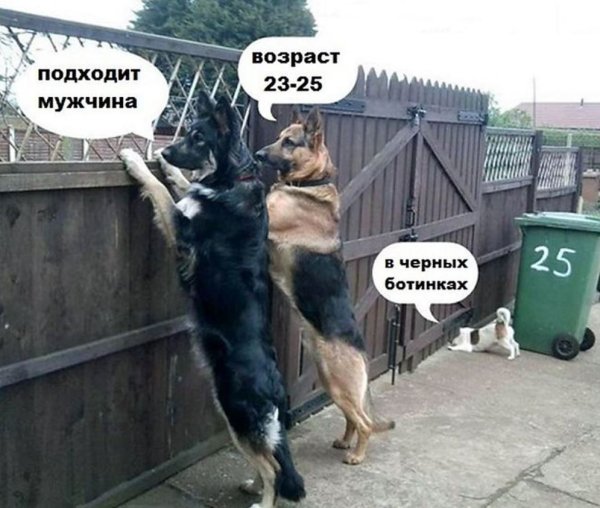 Приколы с собаками
