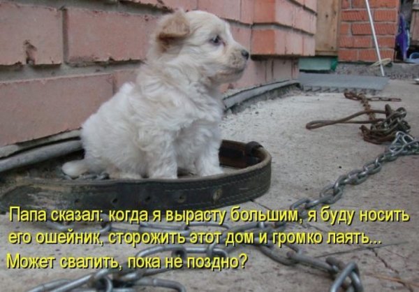 Смешные собаки фото с надписями