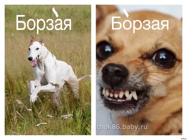 Шутки про собак