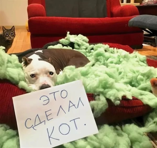 Юмор про собак