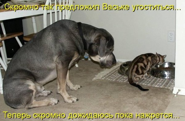 Животные с юмором