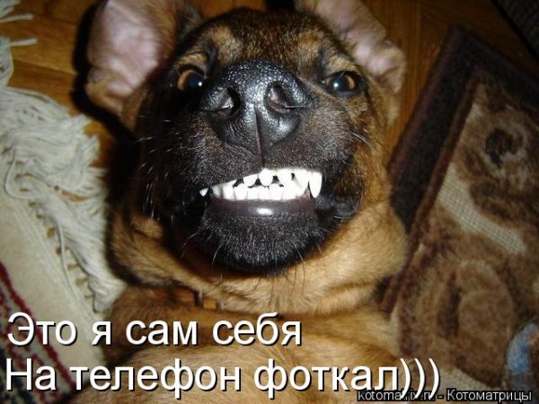 Прикольные надписи про собак