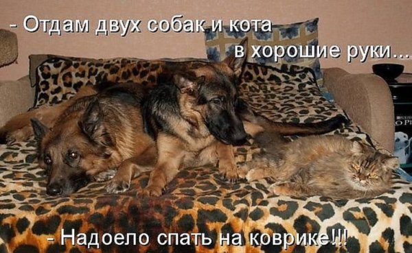 Приколы с собаками