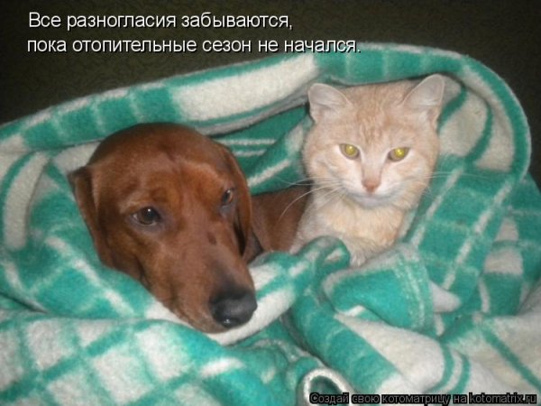 Кошки и собаки приколы
