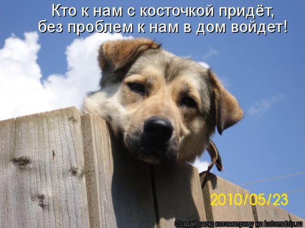 Приколы с собаками