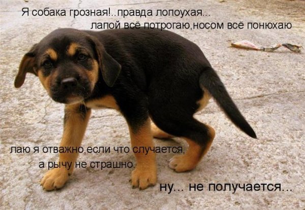Собаки приколы с надписями