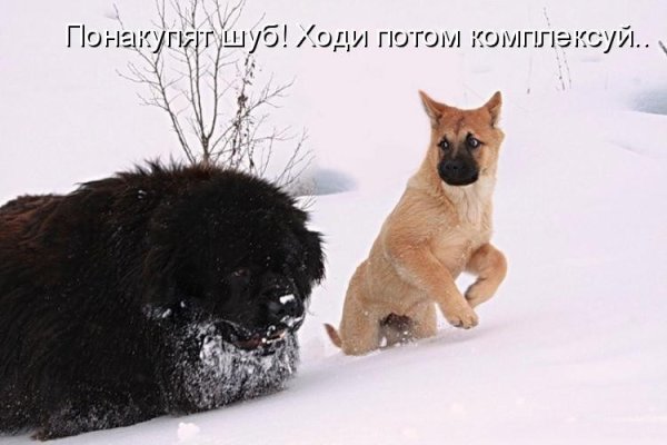 Про животных с надписями