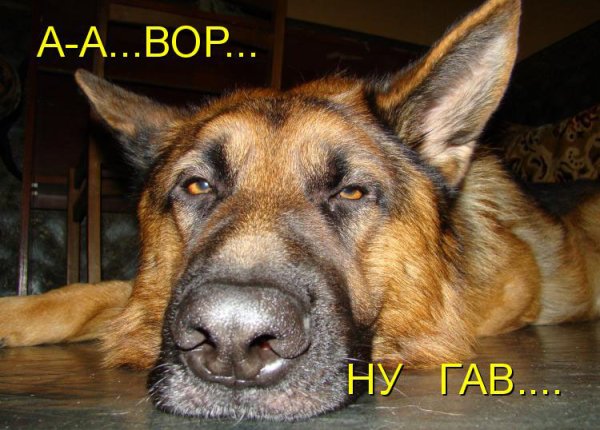 Надпись собака