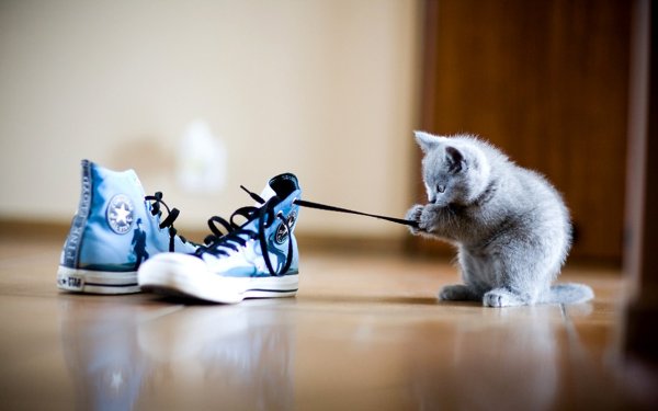 Котенок в кедах