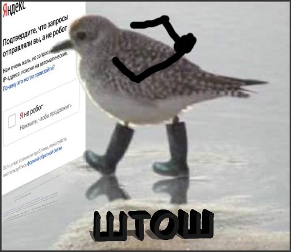 Птица штош