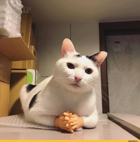 Пук кота