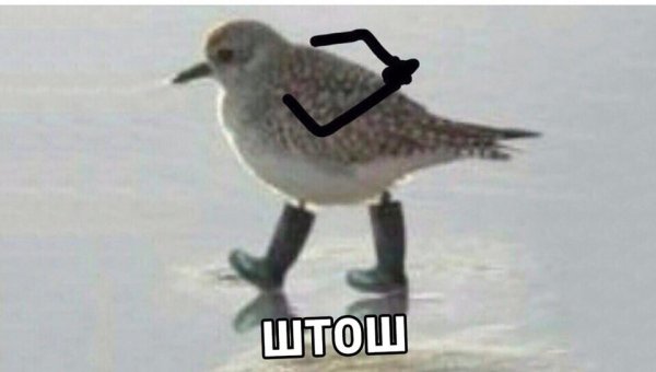 Птица штош