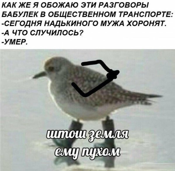 Мем штош с птицей