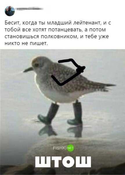 Мем штош с птицей