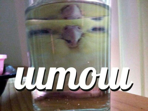 Штош Мем котик