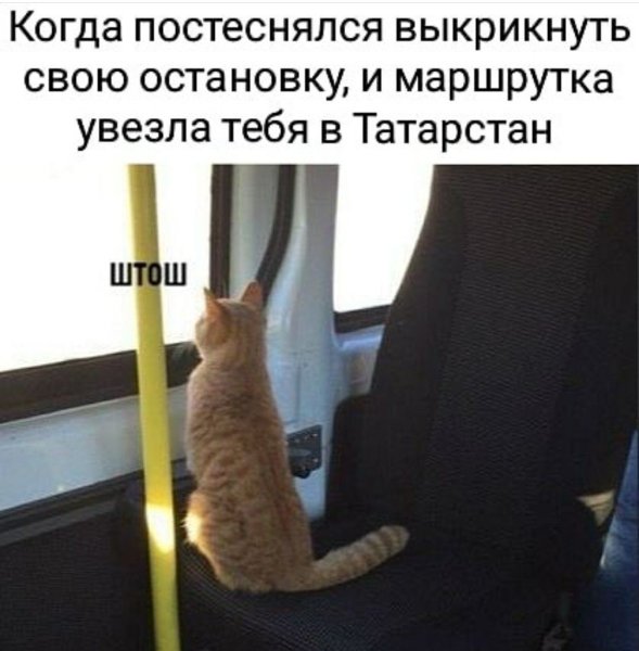 Кот едет в трамвае