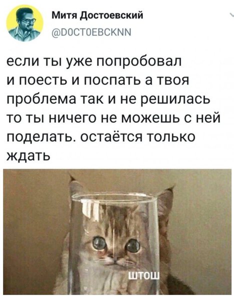 Кот в стакане