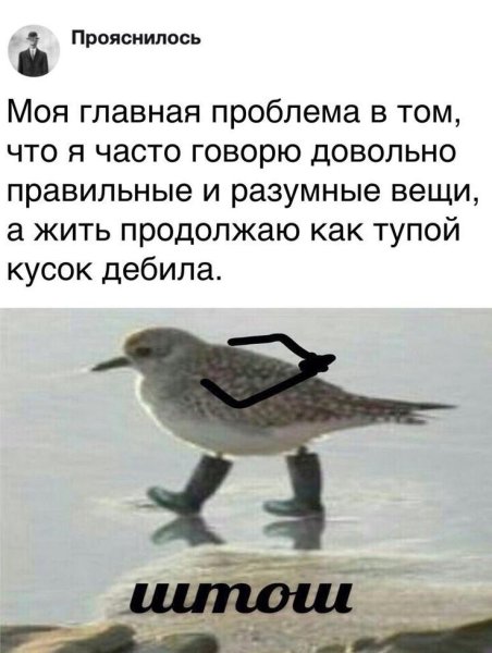 Штош Мем птичка