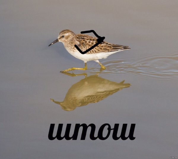 Мем штош с птицей