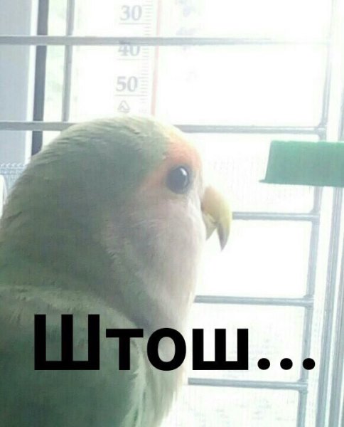 Мем штош с птицей