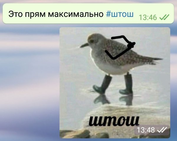 Птица штош