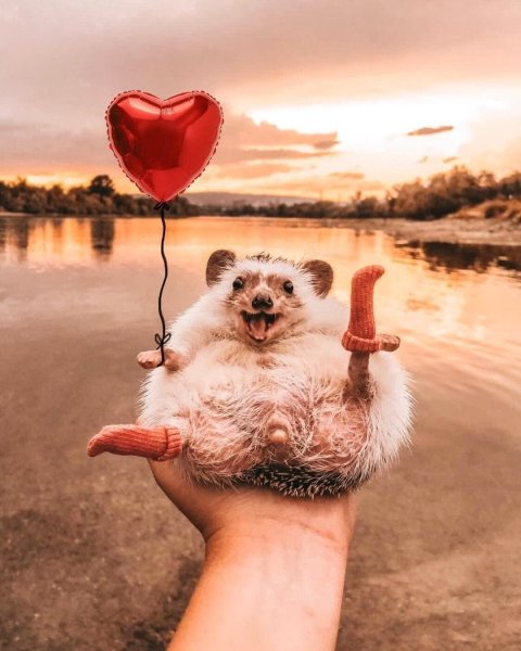 Mr Pokee Ёжик путешественник