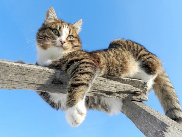 Котики приколы