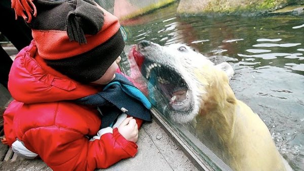 Животные в зоопарке забавные